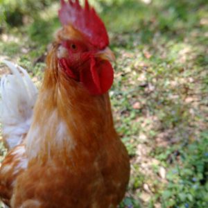 Creature-Crafted Harvests