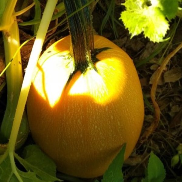 Spaghetti Squash